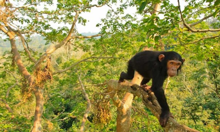 Kibale Chimpanzee Tracking Safari