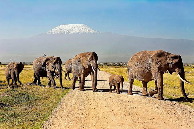 Ultimate Kenya Wildlife Safari