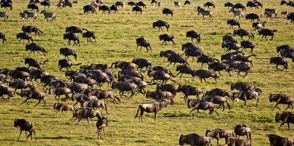 Serengeti National Park Safari