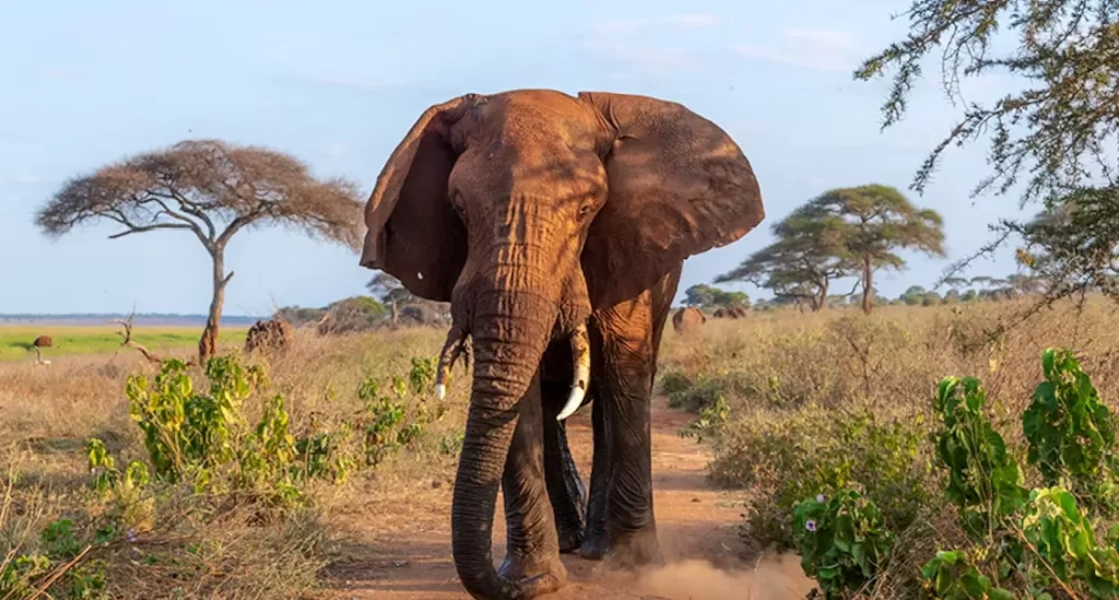 Tarangire National Park Safari