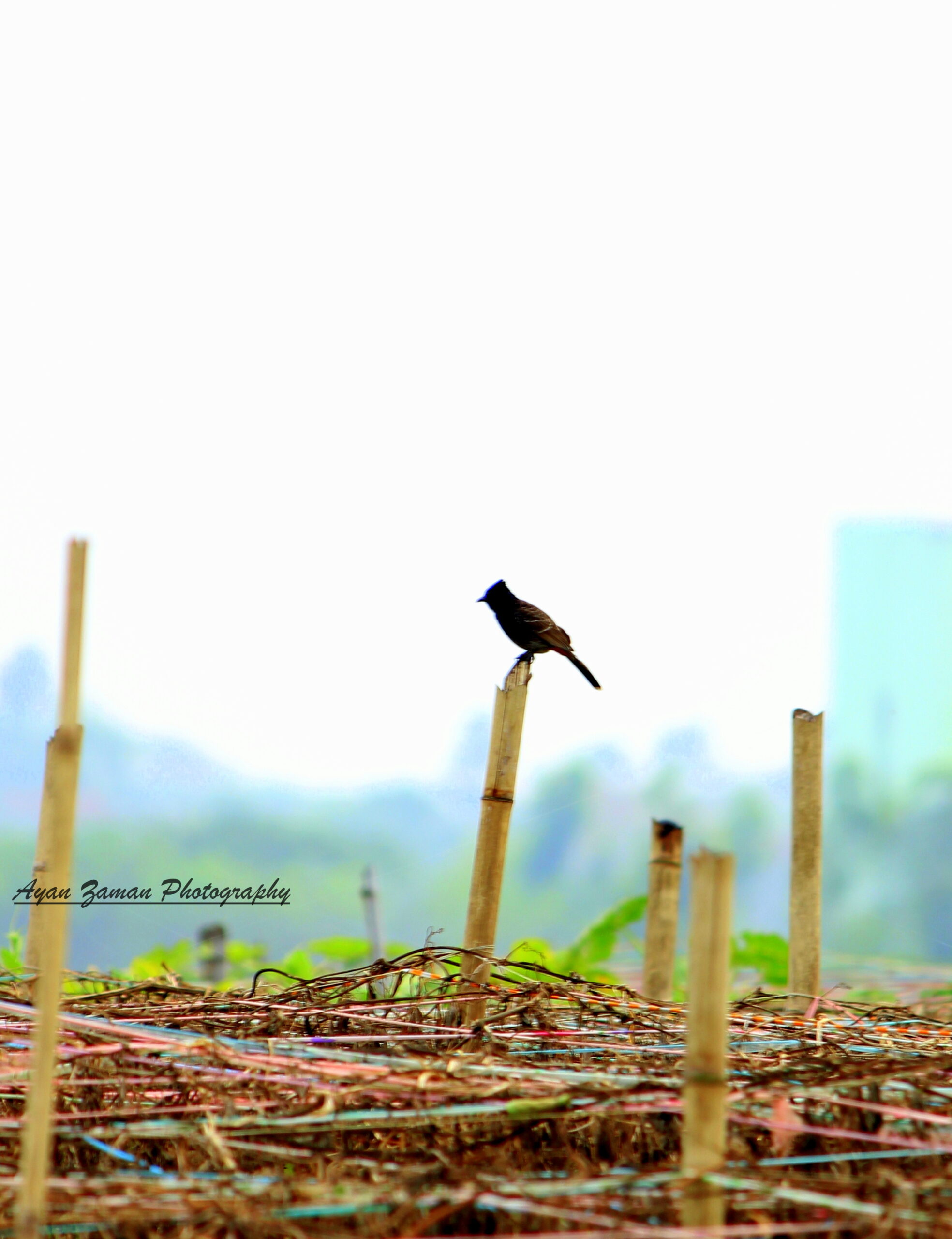 Are there opportunities for bird photography in Mount Kenya?