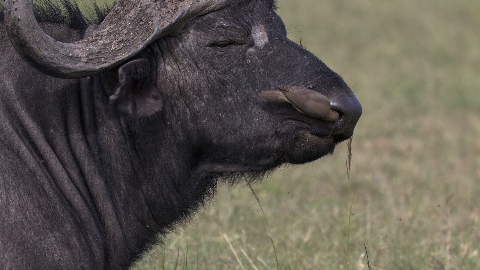 What are the best hiking trails in Mount Kenya?