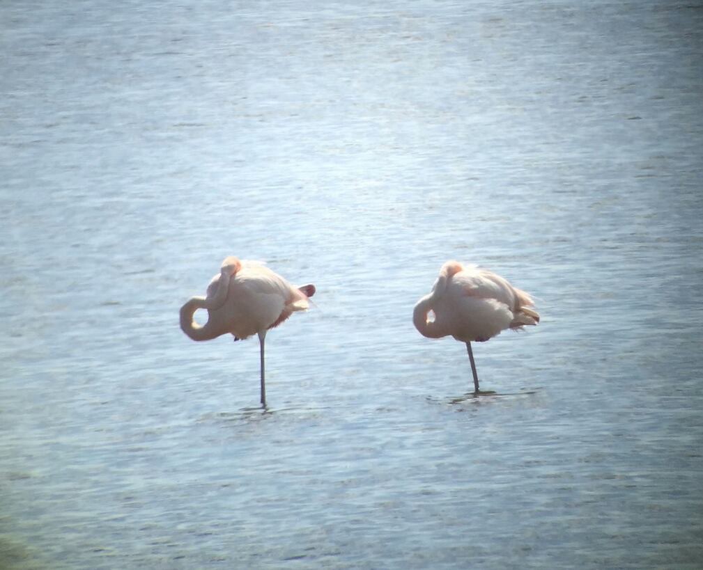 Are there guided bird-watching tours available in Mount Kenya?