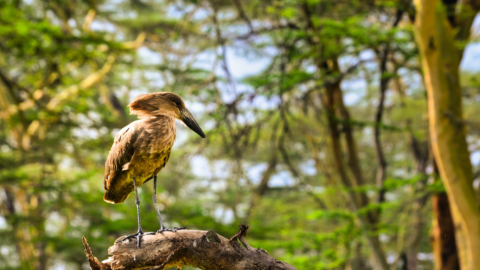 What is the availability of mobile charging stations during Mount Kenya game drives?
