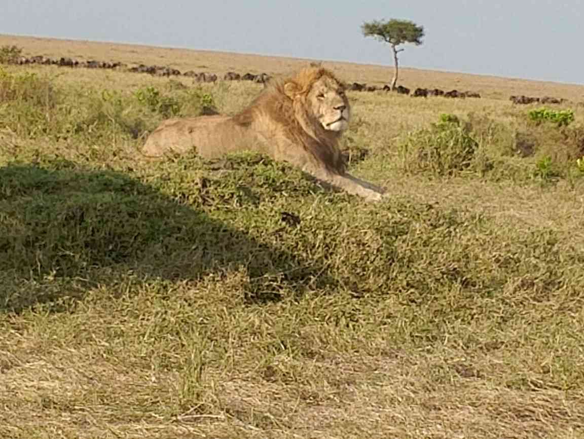 African safari landscape
