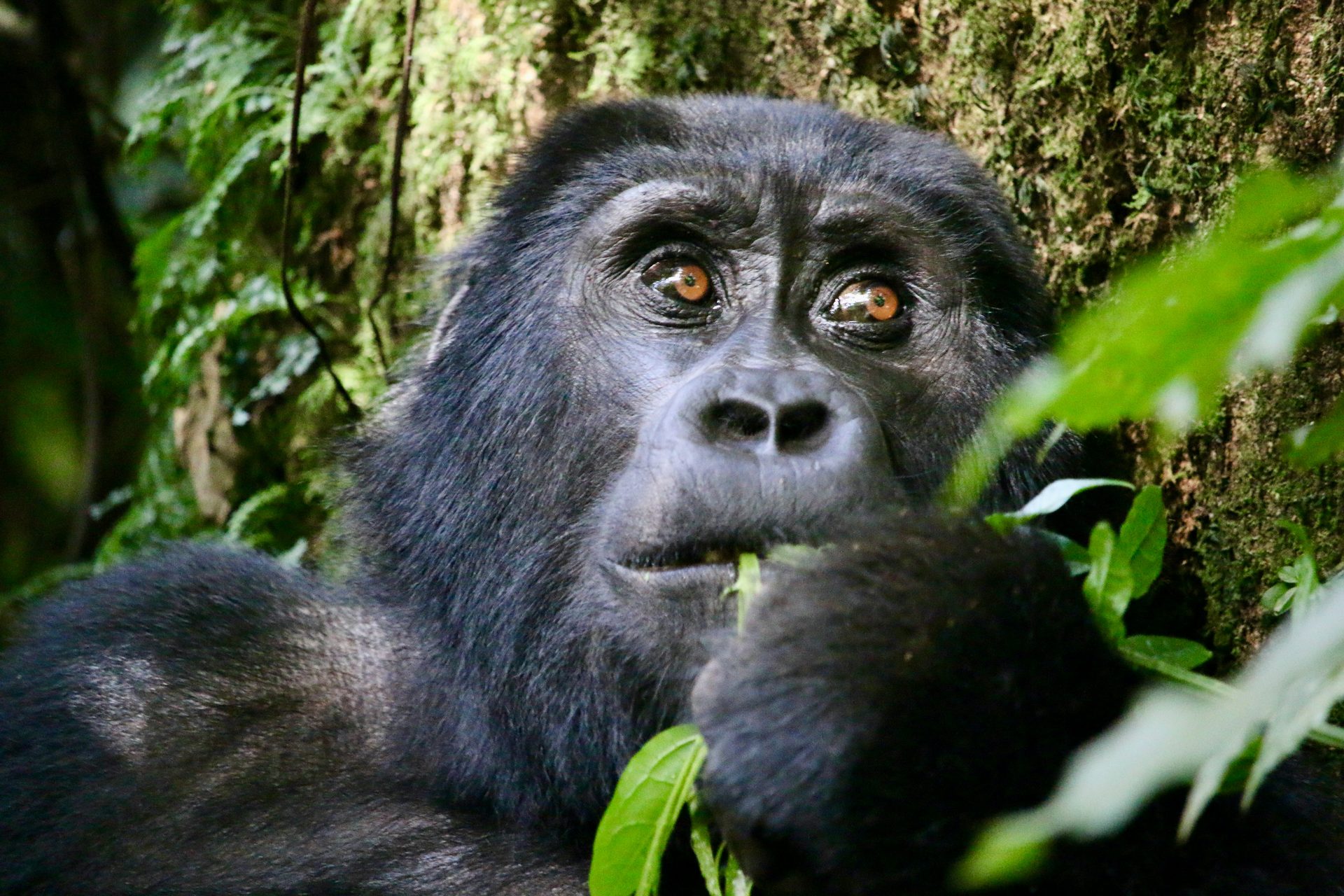 Bwindi Forest National Park