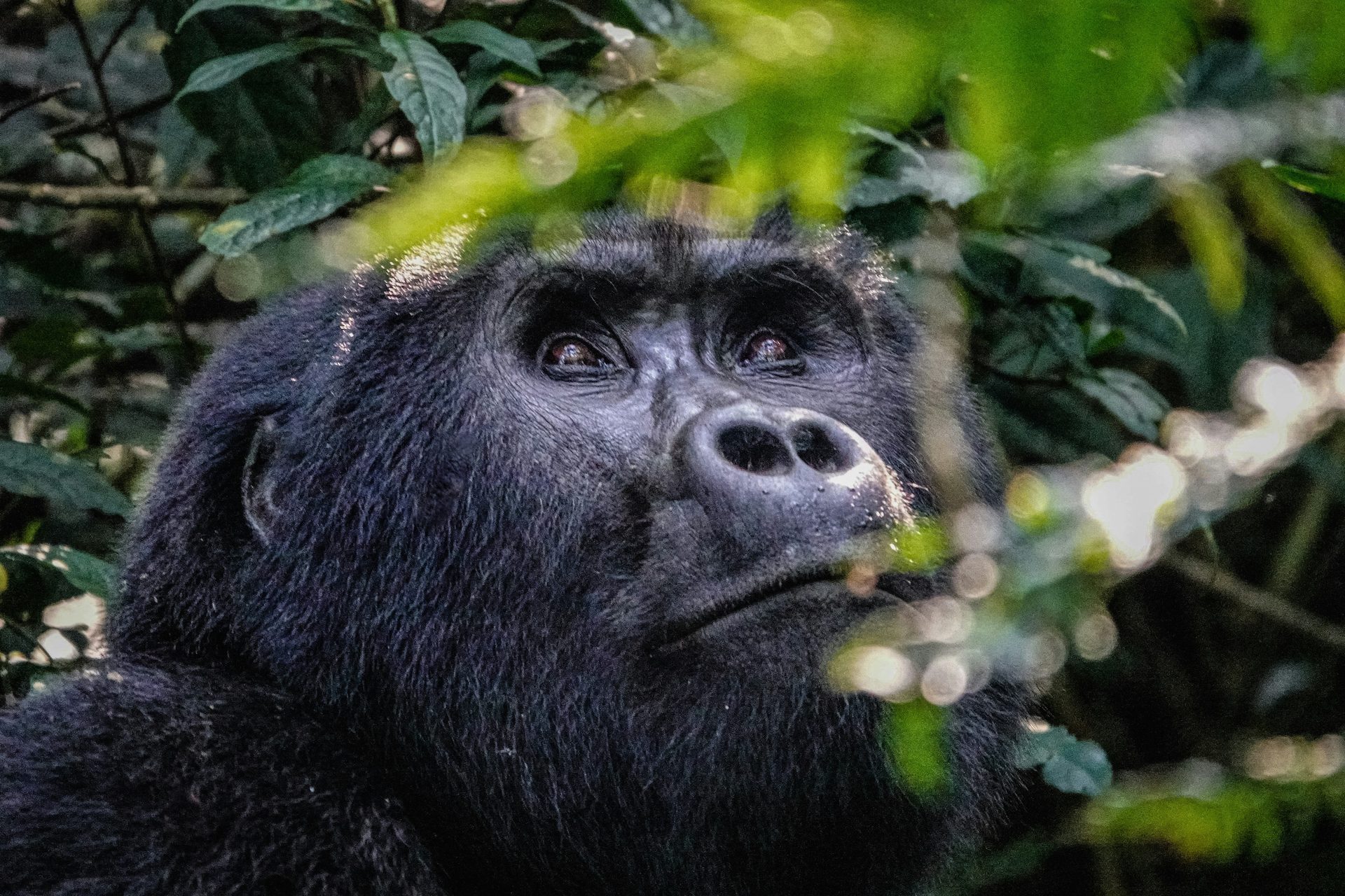 Kibale National Park