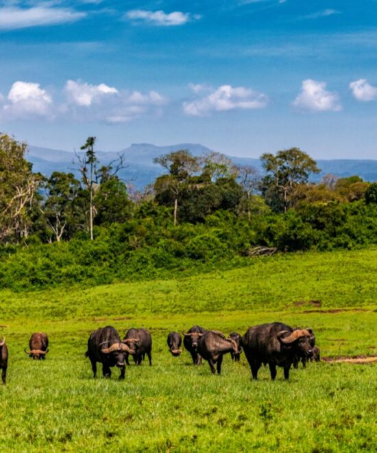 Aberdare ranges