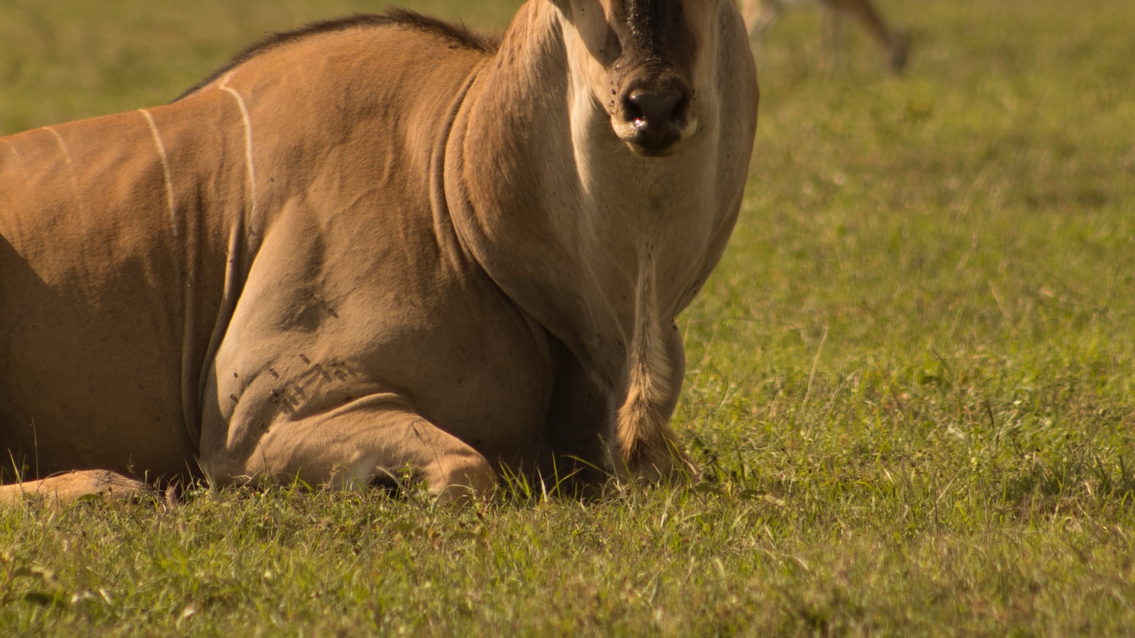 Are There Any Natural Springs or Waterfalls on Mt Kenya?