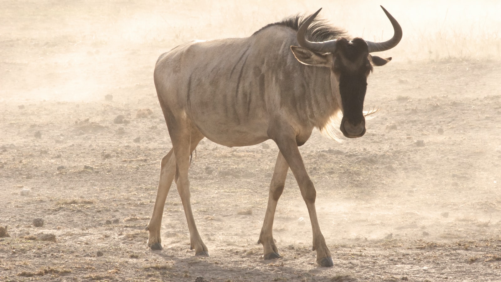 Can I Experience a Traditional Storytelling Session Around a Campfire on Mt Kenya?