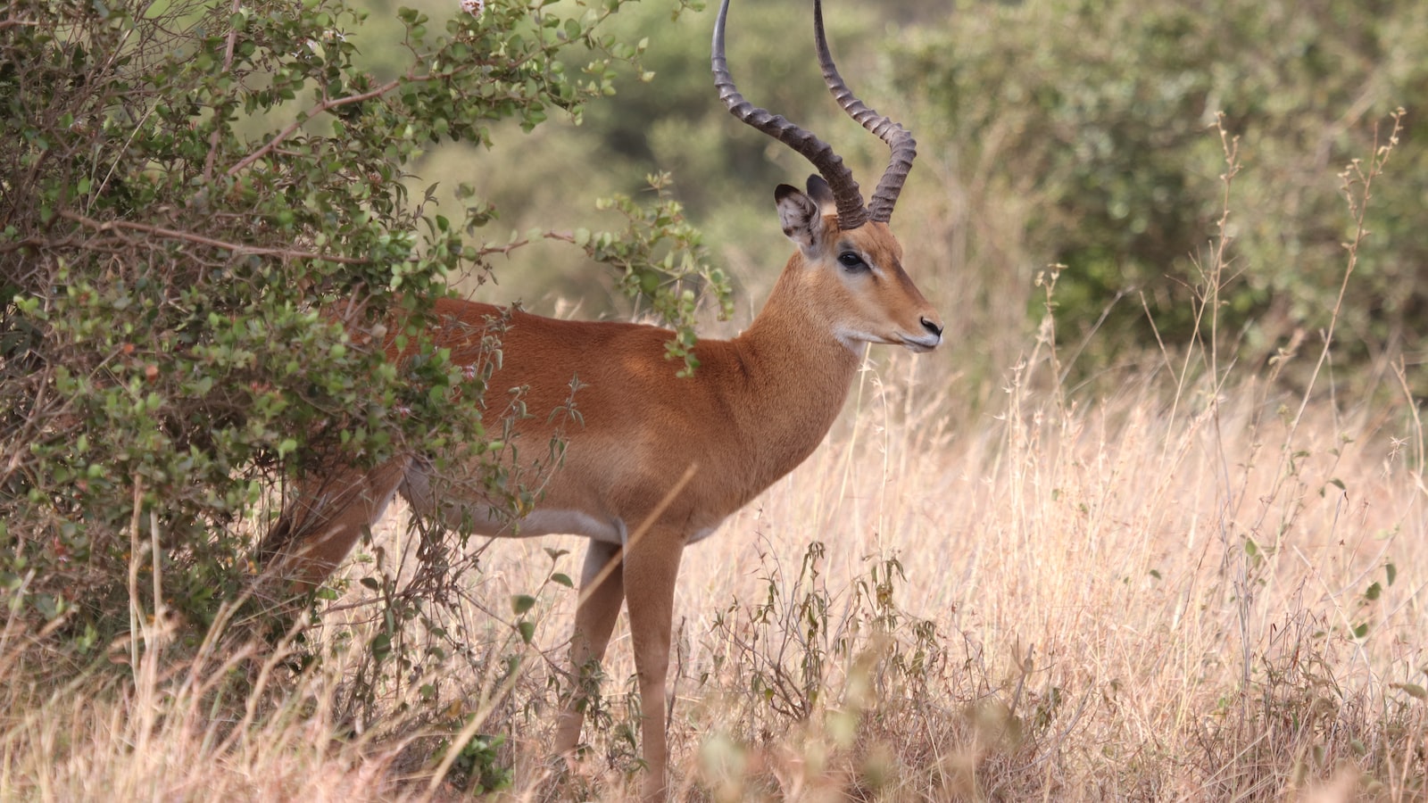 How Do I Support the Local Economy by Purchasing Crafts on Mt Kenya?