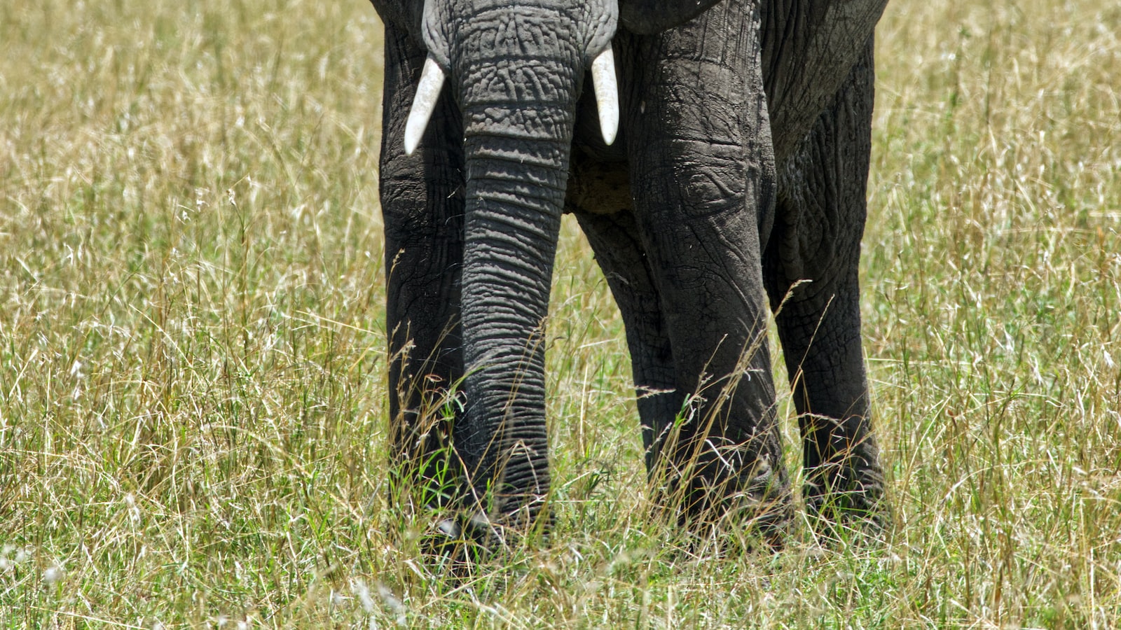 How Do I Navigate Through the Lush Bamboo Forests on Mt Kenya?