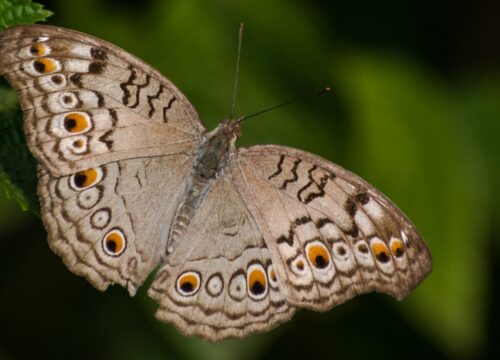 Are There Any Endangered Species That Inhabit Mt Kenya?