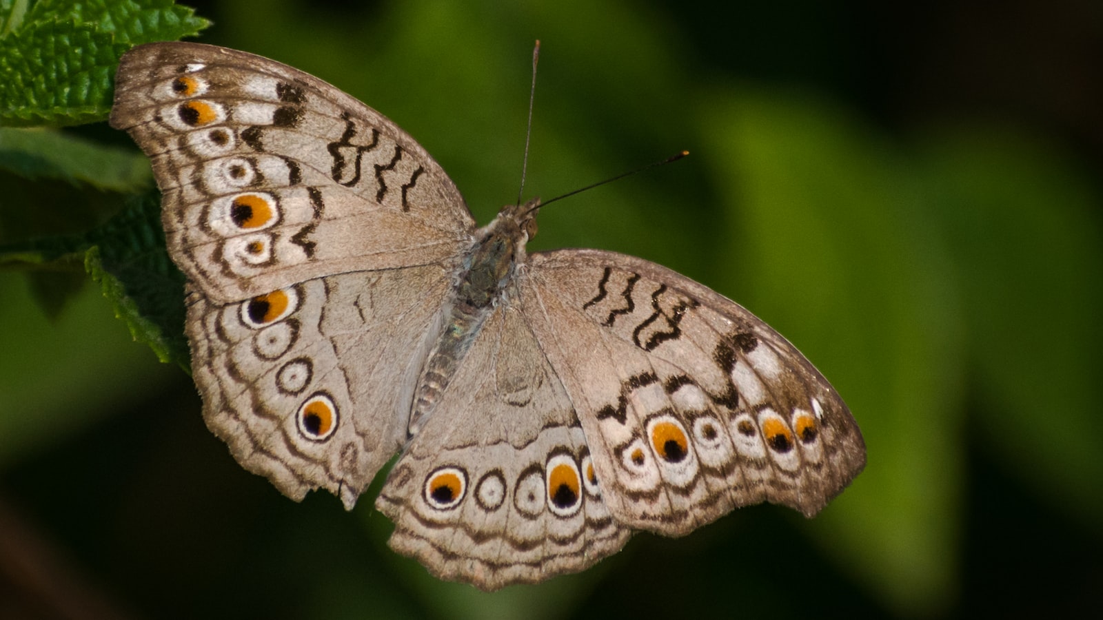 Are There Any Endangered Species That Inhabit Mt Kenya?