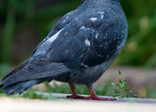 Are There Any Opportunities for Birdwatching on Mt Kenya?