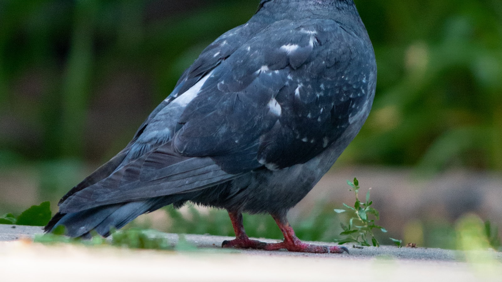 Are There Any Opportunities for Birdwatching on Mt Kenya?