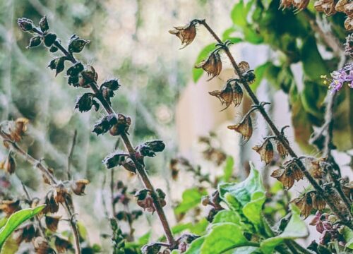 Can I Learn About the Medicinal Properties of Plants Found on Mt Kenya?