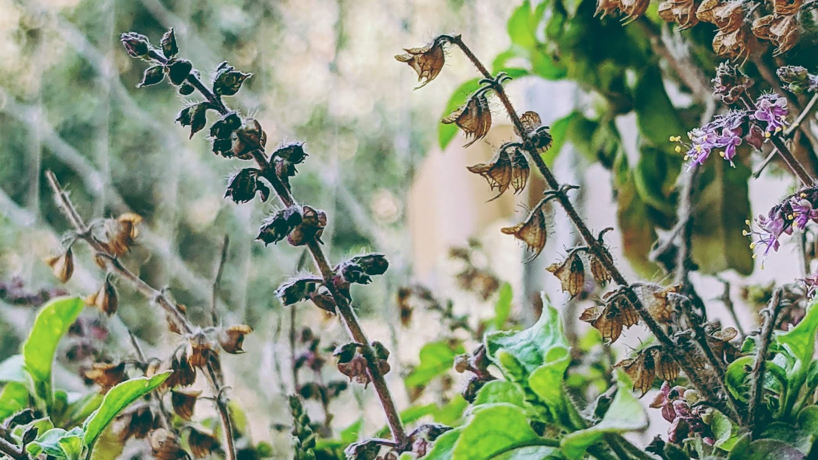 Can I Learn About the Medicinal Properties of Plants Found on Mt Kenya?