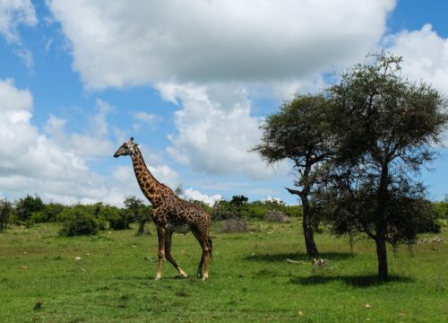 What’s the Cultural Significance of Mt Kenya to the Local People? Mt Kenya?