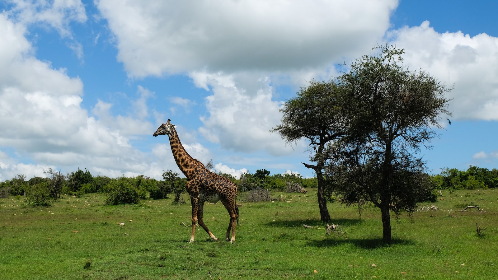 What’s the Cultural Significance of Mt Kenya to the Local People? Mt Kenya?