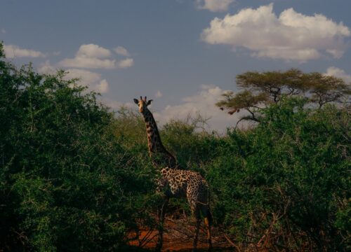 How Do I Capture the Essence of the Changing Landscapes Through Photography on Mt Kenya?