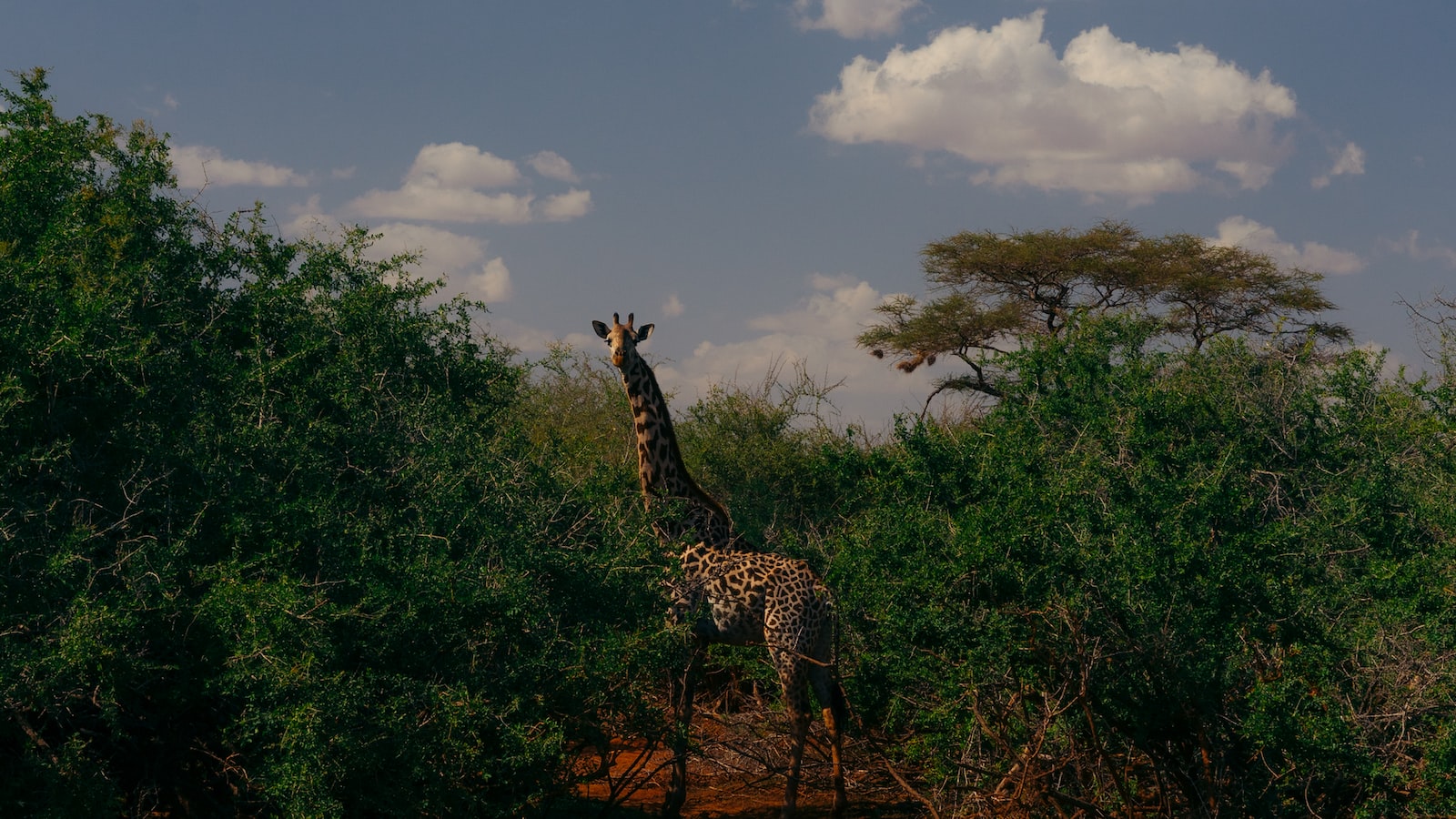 How Do I Capture the Essence of the Changing Landscapes Through Photography on Mt Kenya?