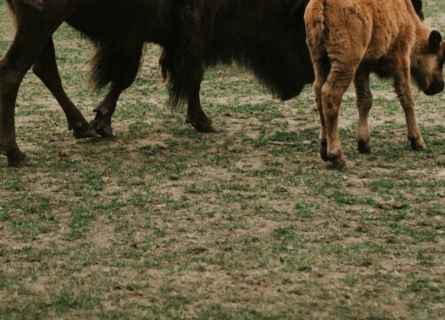 Can I Engage in a Guided Wildlife Tracking Activity to Learn about Animal Behavior on Mt Kenya?