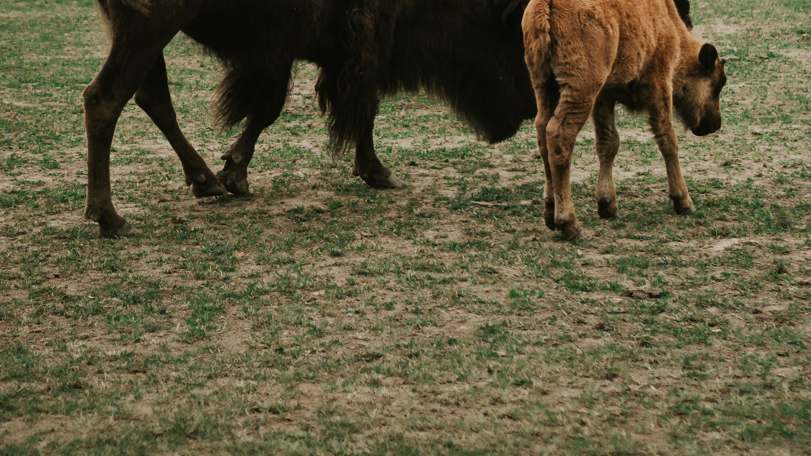Can I Engage in a Guided Wildlife Tracking Activity to Learn about Animal Behavior on Mt Kenya?