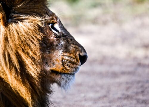 What’s the Impact of Ecotourism Initiatives on the Conservation of Mt Kenya’s Biodiversity? Mt Kenya?