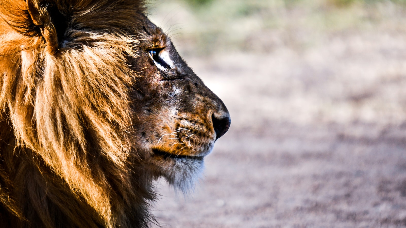 What’s the Impact of Ecotourism Initiatives on the Conservation of Mt Kenya’s Biodiversity? Mt Kenya?