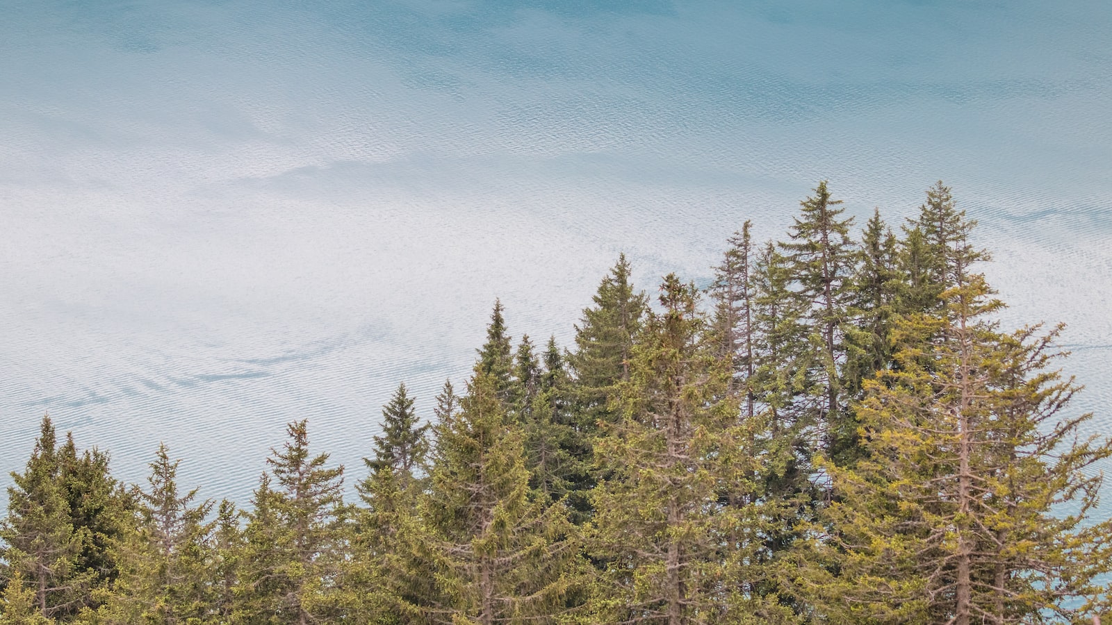 How Do I Navigate Through the Alpine Moorlands and Heath on Mt Kenya?