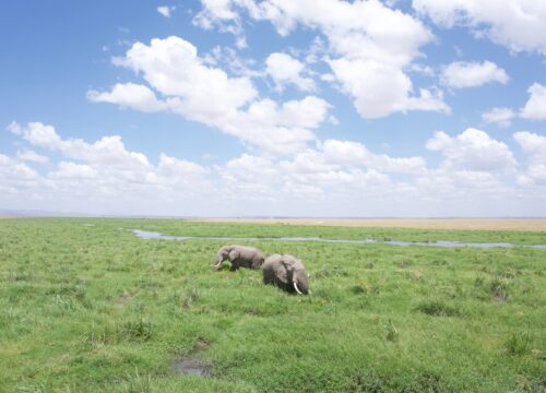 What’s the Impact of Ecotourism Initiatives on the Conservation of Mt Kenya’s Biodiversity? Mt Kenya