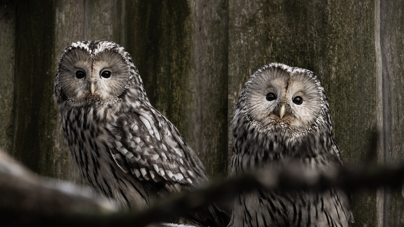 Can I Experience a Guided Night Walk to Discover the Nocturnal Life around Mt Kenya?