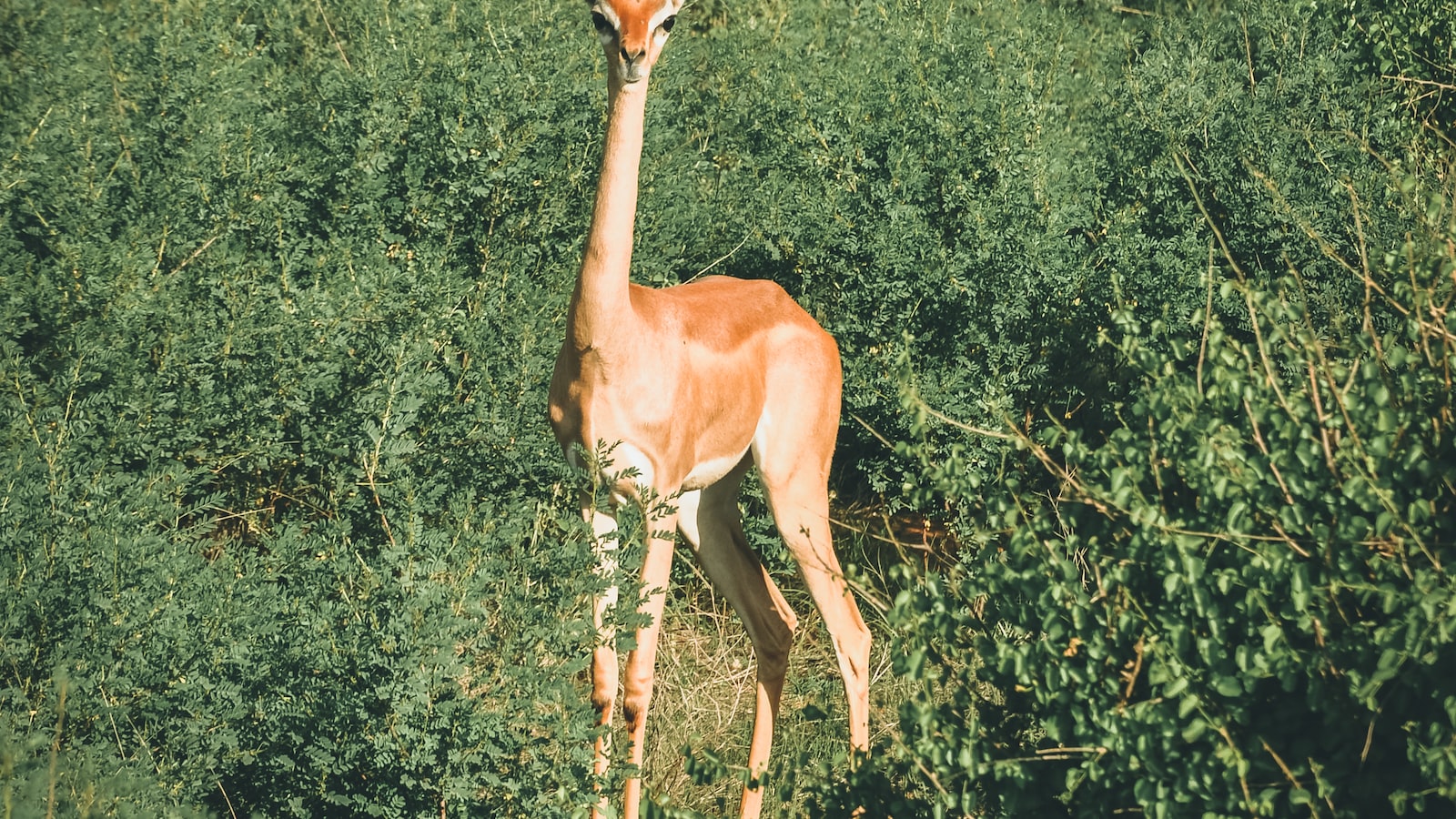 Are There Any Traditional Festivals Celebrated on Mt Kenya?