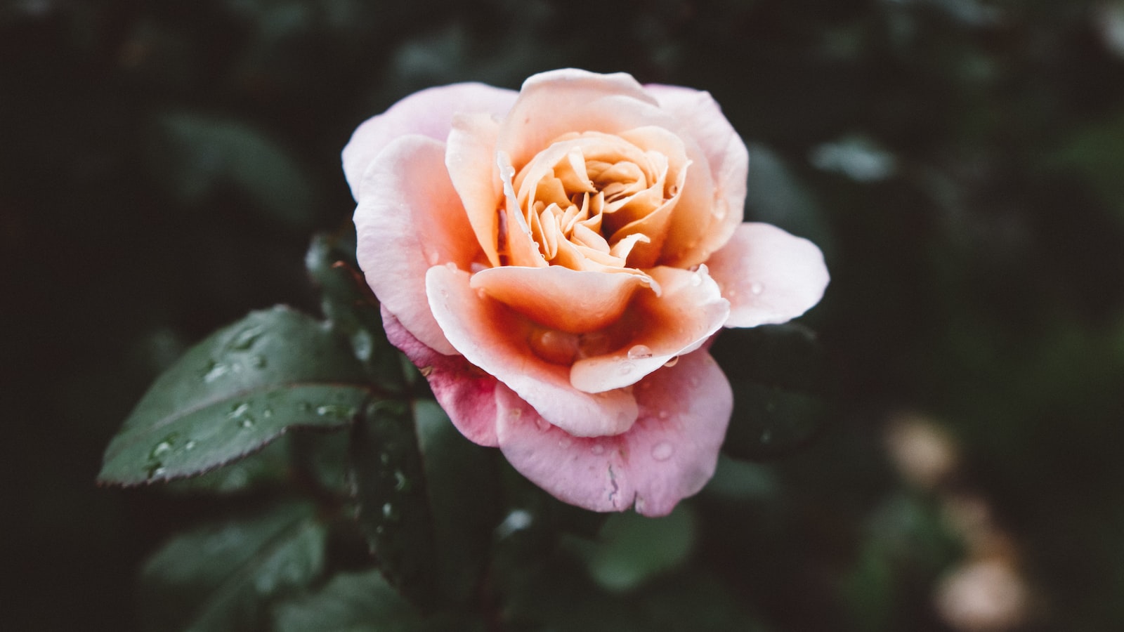 How Can I Minimize My Impact on the Environment While Exploring Mt Kenya?