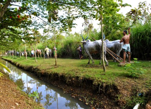 Can I Learn About the Traditional Farming Practices of the Communities near Mt Kenya?