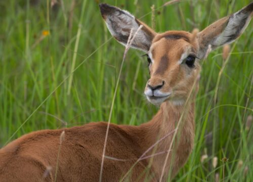 How Do I Experience the Transition from Dense Forests to Open Moorlands on Mt Kenya?