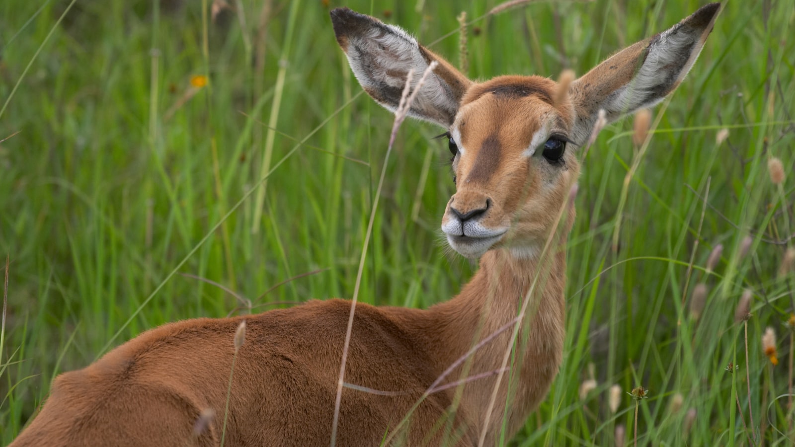 How Do I Experience the Transition from Dense Forests to Open Moorlands on Mt Kenya?