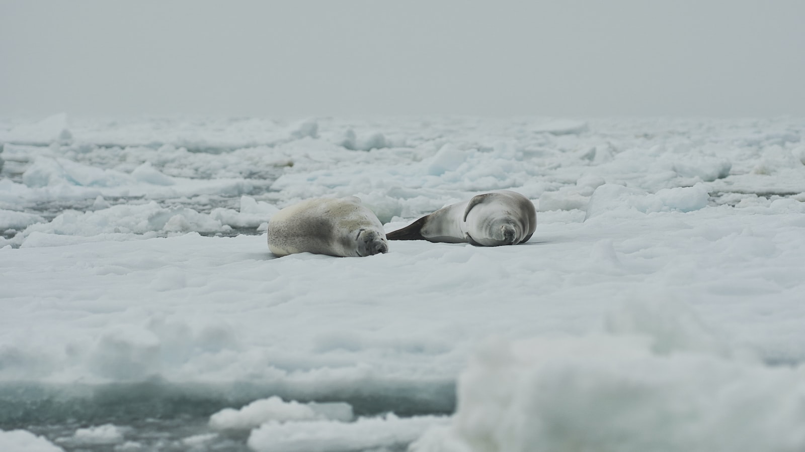 What’s the Significance of the Glacial Valleys in Shaping the Landscape of Mt Kenya?