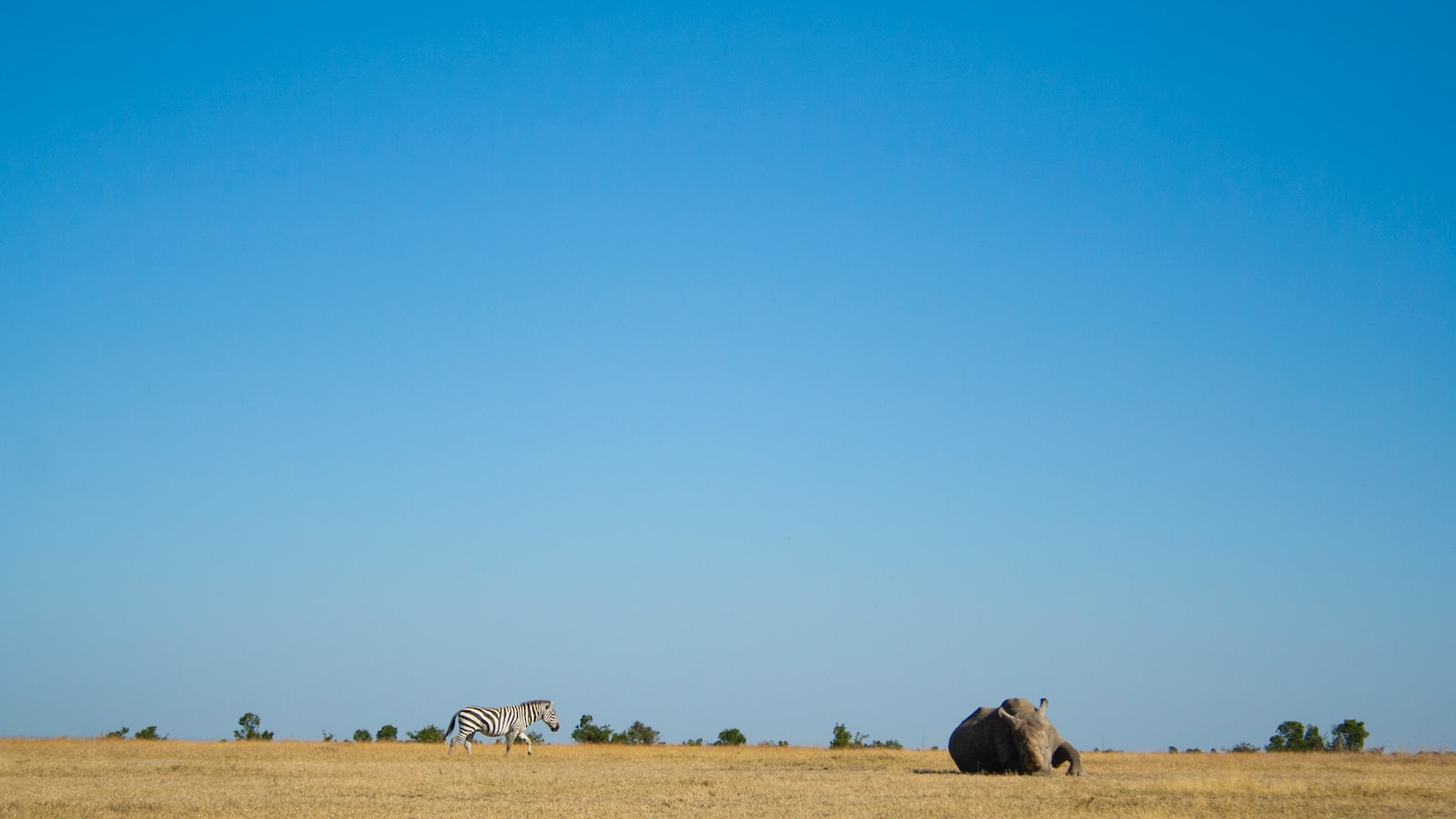 Can I Participate in Conservation Efforts on Mt Kenya?