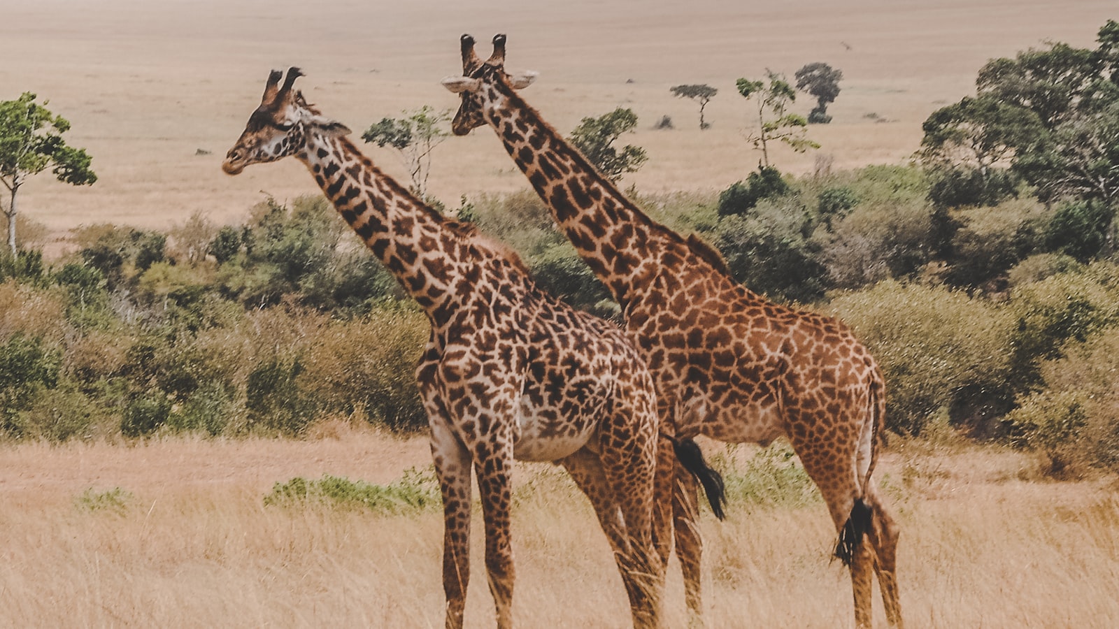 What Is the Significance of Mt Kenya in Local Culture? Mt Kenya?