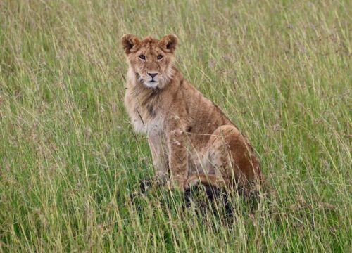 What’s the Best Way to Interact with Wildlife Without Disturbing Their Habitats on Mt Kenya?