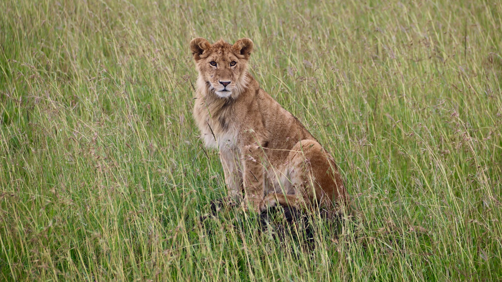 What’s the Best Way to Interact with Wildlife Without Disturbing Their Habitats on Mt Kenya?
