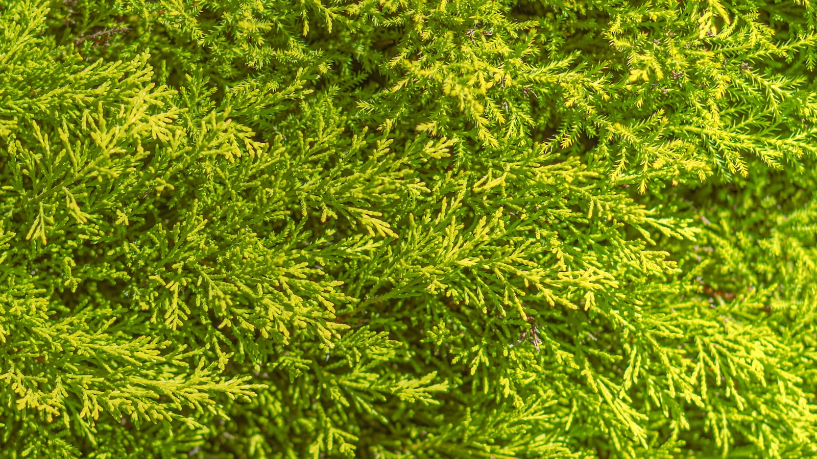 How Do I Recognize Different Plant Species and Their Uses on Mt Kenya?