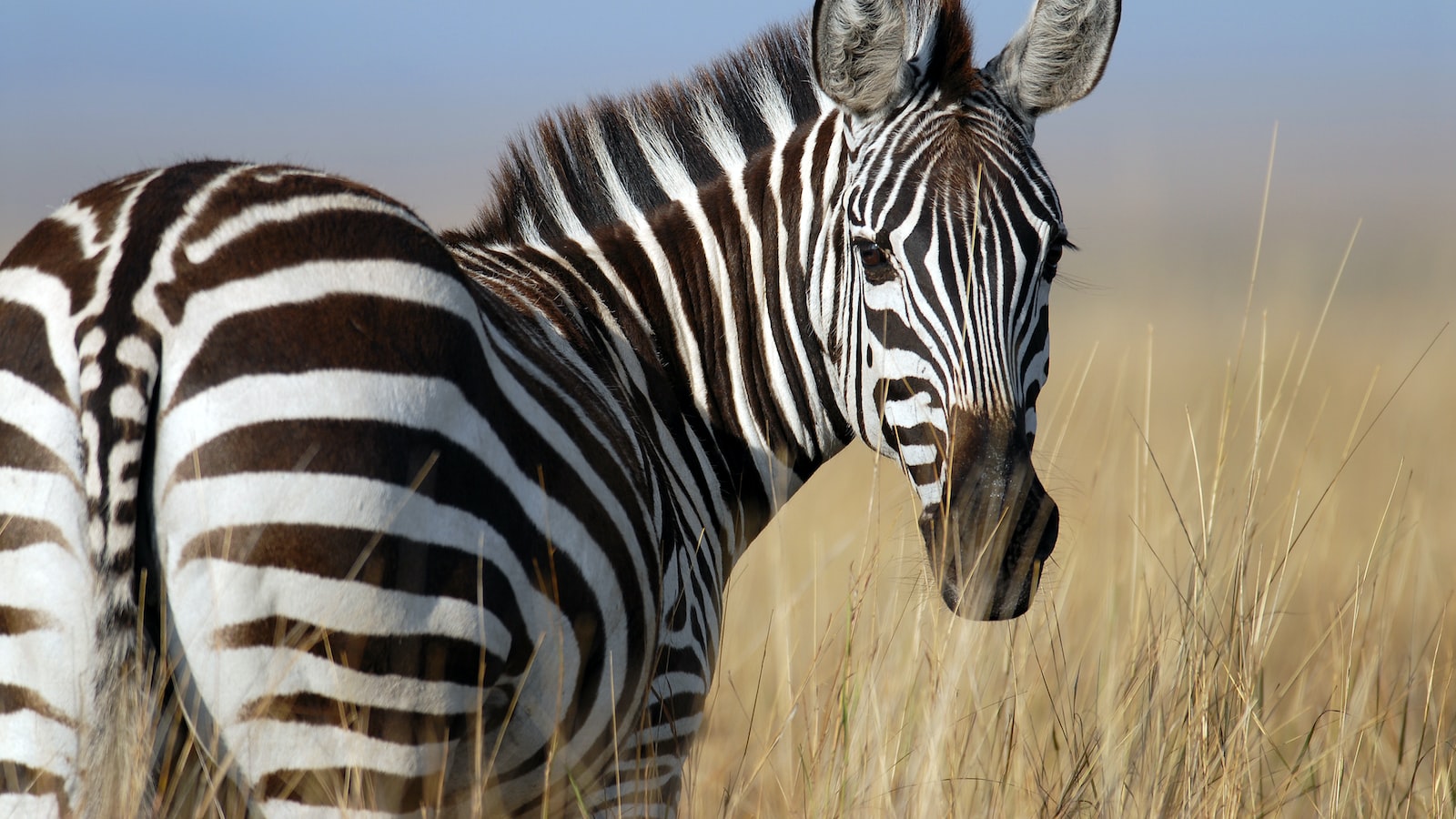 What’s the Significance of the Diverse Plant Species Found on the Lower Slopes of Mt Kenya?