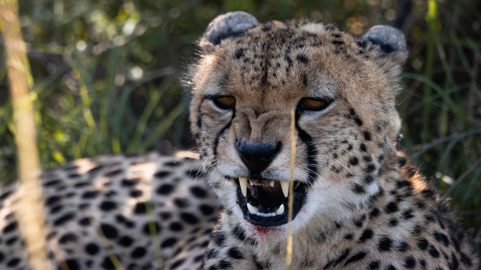 How Do I Plan a Family-Friendly Trip to Mt Kenya?