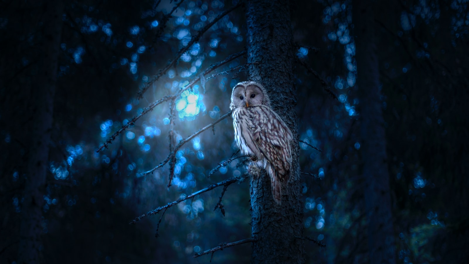 How Do I Recognize Different Bird Species on Mt Kenya?