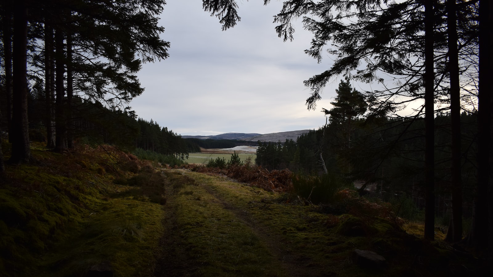 Can I Participate in Reforestation Projects on the Slopes of Mt Kenya?