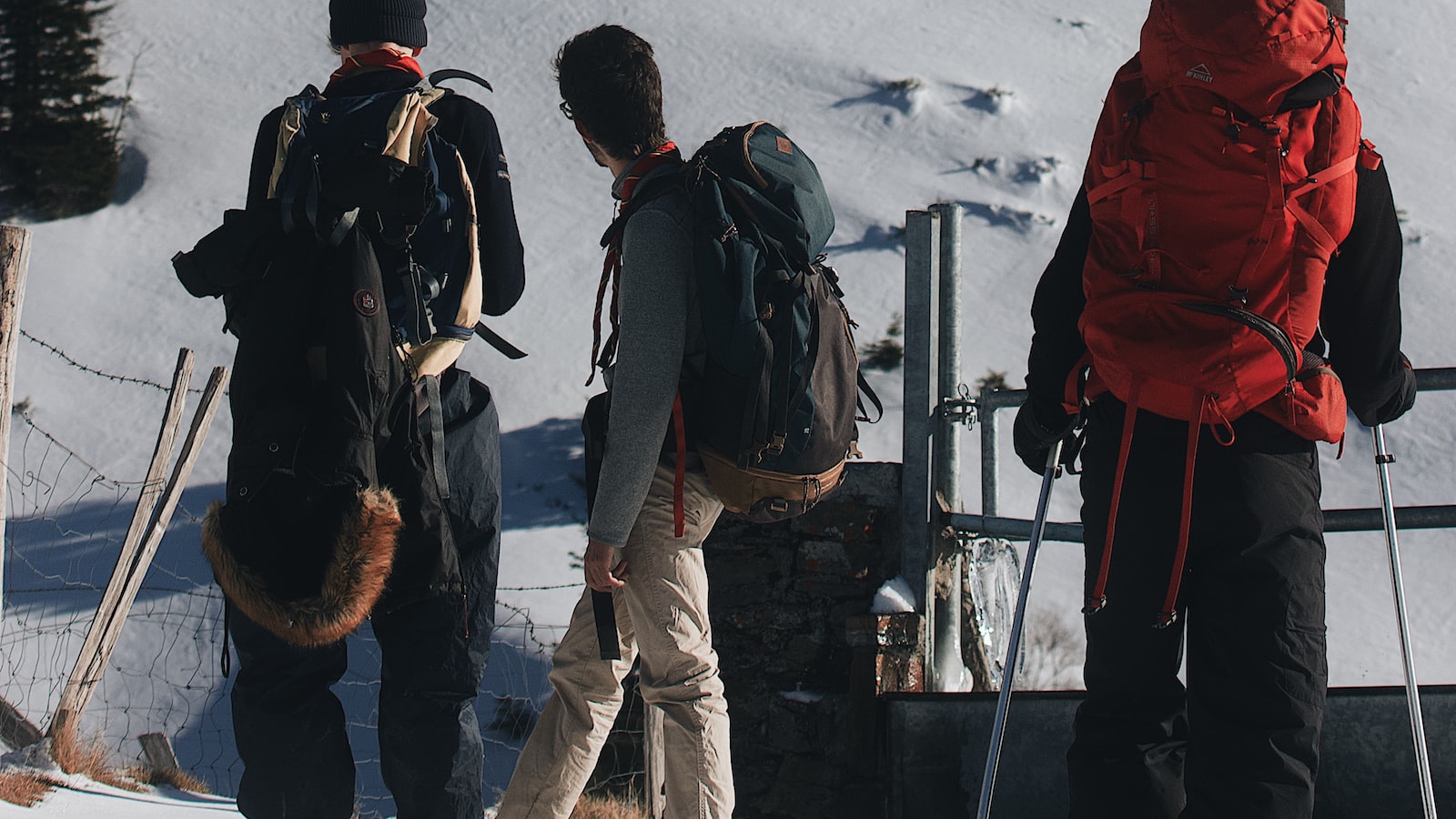 How Does the Altitude Change Affect the Vegetation on Mt Kenya?