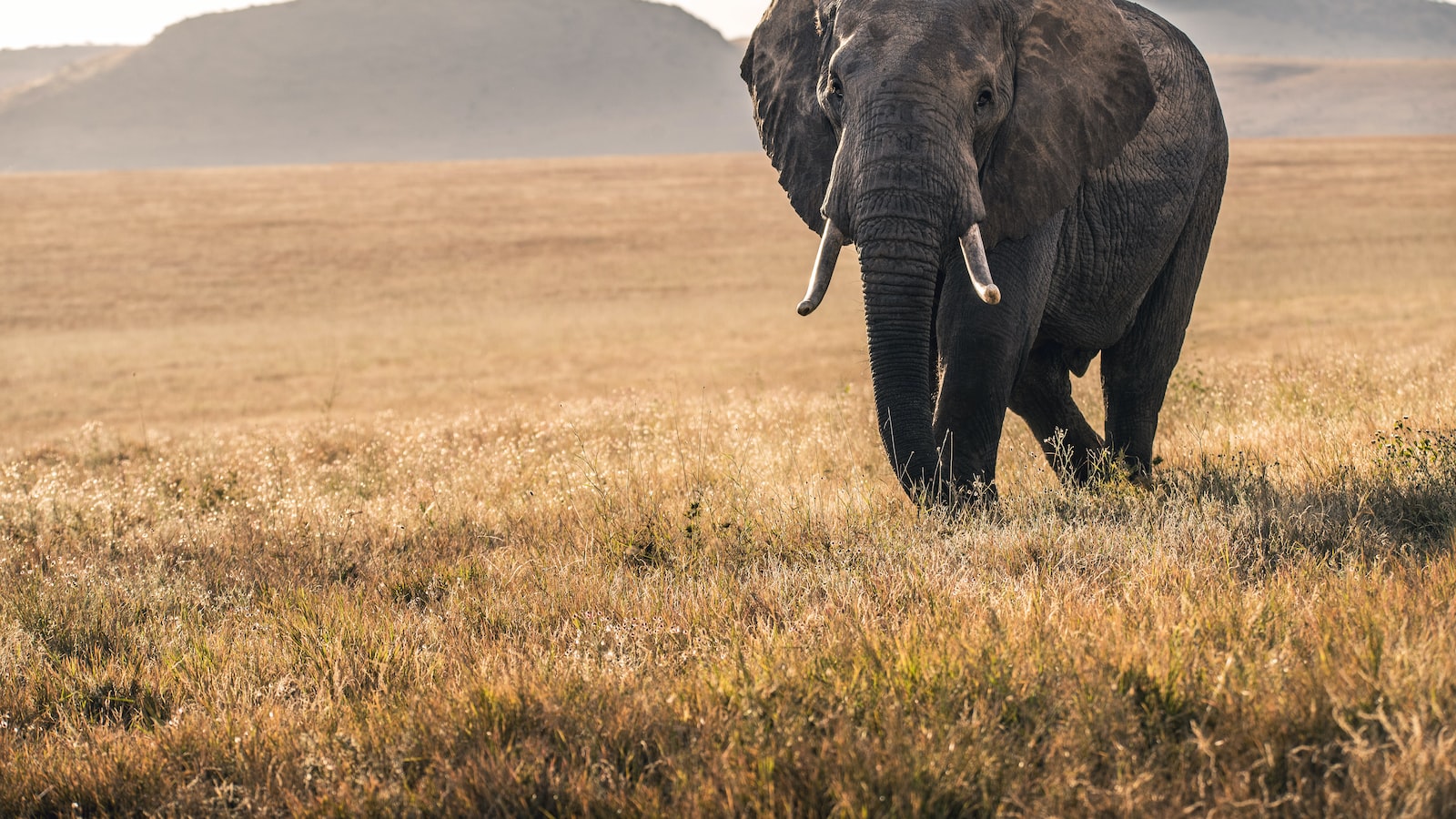 What Is the Best Time to Visit Mt Kenya?